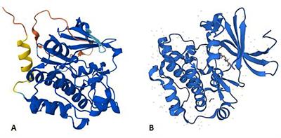 PIM1 signaling in immunoinflammatory diseases: an emerging therapeutic target